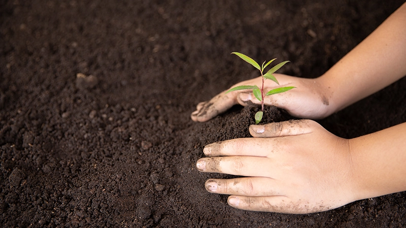 sapling planting